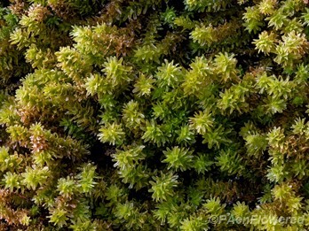 Plant form with wet leaves